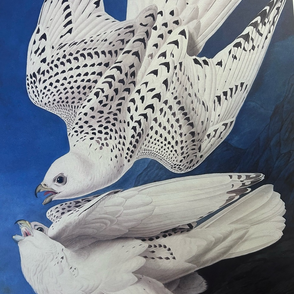 American Kestrel, White Gyrfalcon painting